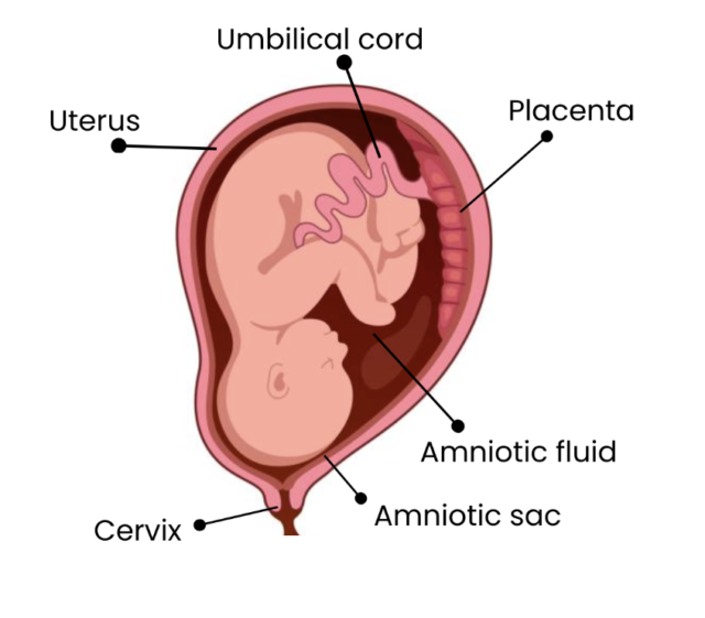 baby in womb