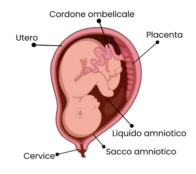 Bambino nel grembo materno